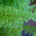 Post Format: Gallery